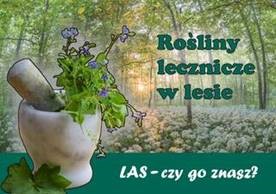 Rośliny lecznicze w lesie